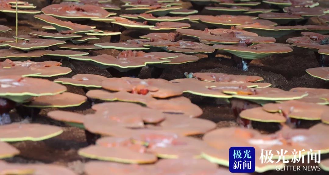 香港凤凰天机特网站